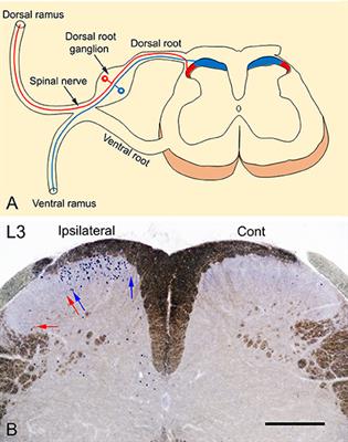 Frontiers Somatotopic Localization Of C Fos Expression In The Spinal